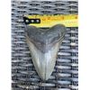 Image 2 : Large MEGALODON Shark Tooth Fossil Specimen