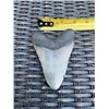 Image 4 : Large MEGALODON Shark Tooth Fossil Specimen