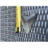 Image 5 : Large MEGALODON Shark Tooth Fossil Specimen