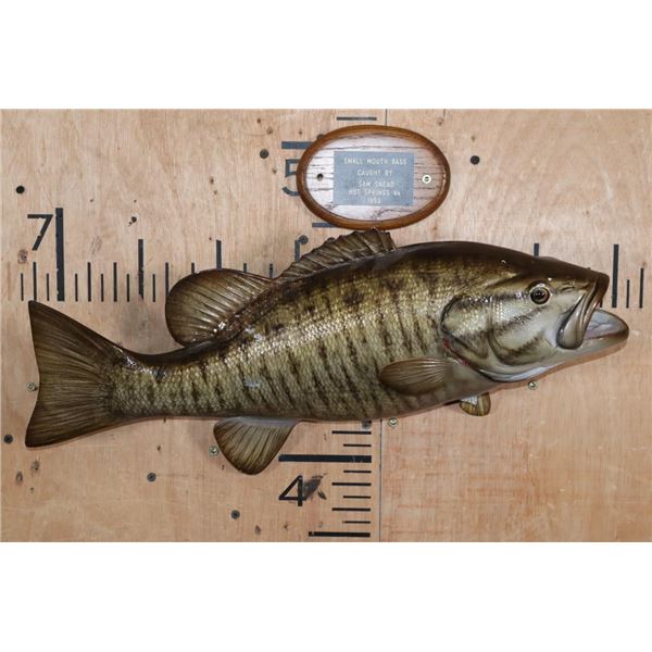 *Sam Smead Estate* Reproduction SMALLMOUTH BASS Fish Mount with Commemorative Plaque