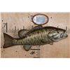 Image 1 : *Sam Smead Estate* Reproduction SMALLMOUTH BASS Fish Mount with Commemorative Plaque