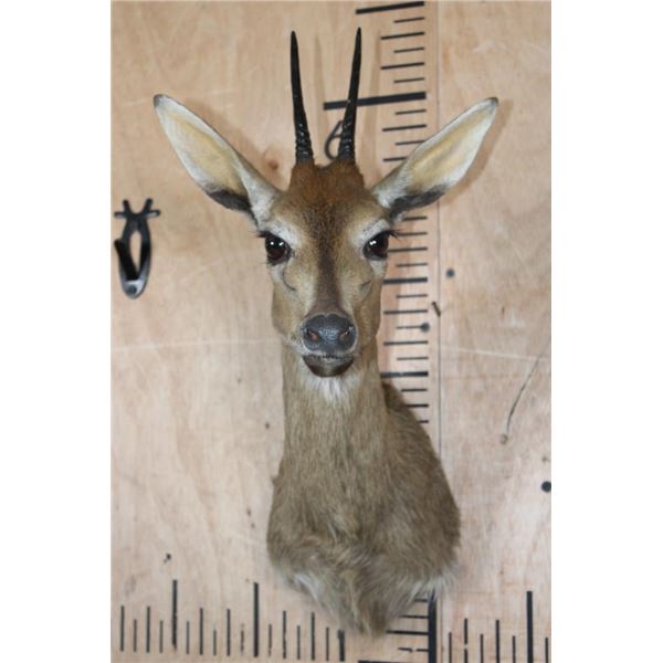 COMMON DUIKER or BUSH DUIKER Shoulder Mount