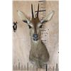 Image 1 : COMMON DUIKER or BUSH DUIKER Shoulder Mount
