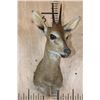 Image 2 : COMMON DUIKER or BUSH DUIKER Shoulder Mount