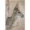 Image 3 : COMMON DUIKER or BUSH DUIKER Shoulder Mount
