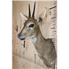 Image 4 : COMMON DUIKER or BUSH DUIKER Shoulder Mount