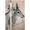 Image 5 : COMMON DUIKER or BUSH DUIKER Shoulder Mount