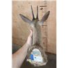 Image 6 : COMMON DUIKER or BUSH DUIKER Shoulder Mount