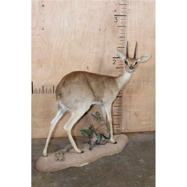 XXL Life-sized STEEBOK on a Decorative Natural Base