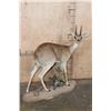 Image 1 : XXL Life-sized STEEBOK on a Decorative Natural Base
