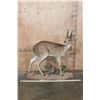 Image 3 : XXL Life-sized STEEBOK on a Decorative Natural Base