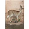 Image 4 : XXL Life-sized STEEBOK on a Decorative Natural Base