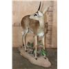 Image 5 : XXL Life-sized STEEBOK on a Decorative Natural Base