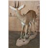 Image 6 : XXL Life-sized STEEBOK on a Decorative Natural Base