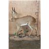 Image 7 : XXL Life-sized STEEBOK on a Decorative Natural Base