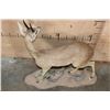 Image 8 : XXL Life-sized STEEBOK on a Decorative Natural Base