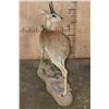 Image 9 : XXL Life-sized STEEBOK on a Decorative Natural Base