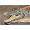 Image 3 : NILE CROCODILE Hide Rug with Carpet Backing and Leather Piping