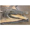 Image 4 : NILE CROCODILE Hide Rug with Carpet Backing and Leather Piping