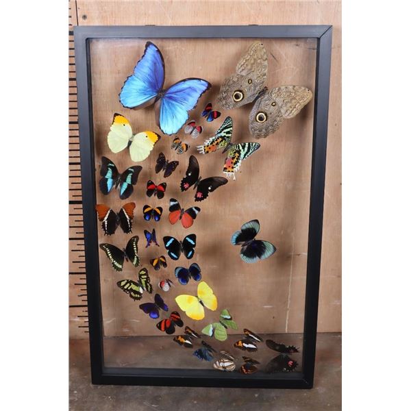 *Brand New* Framed BUTTERFLY Collection with 32 Different Species