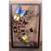 Image 1 : *Brand New* Framed BUTTERFLY Collection with 32 Different Species