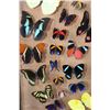 Image 6 : *Brand New* Framed BUTTERFLY Collection with 32 Different Species