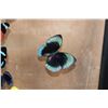 Image 8 : *Brand New* Framed BUTTERFLY Collection with 32 Different Species