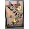 Image 9 : *Brand New* Framed BUTTERFLY Collection with 32 Different Species
