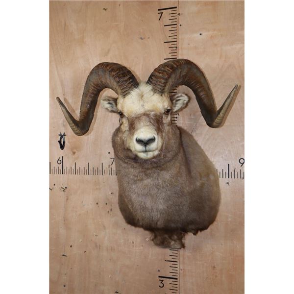 Massive XXL YAKUTIA SNOW SHEEP Ram Shoulder Mount