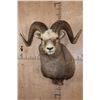 Image 1 : Massive XXL YAKUTIA SNOW SHEEP Ram Shoulder Mount