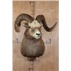 Image 2 : Massive XXL YAKUTIA SNOW SHEEP Ram Shoulder Mount