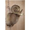 Image 3 : Massive XXL YAKUTIA SNOW SHEEP Ram Shoulder Mount