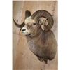 Image 4 : Massive XXL YAKUTIA SNOW SHEEP Ram Shoulder Mount
