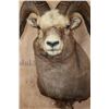 Image 5 : Massive XXL YAKUTIA SNOW SHEEP Ram Shoulder Mount
