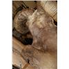 Image 6 : Massive XXL YAKUTIA SNOW SHEEP Ram Shoulder Mount