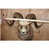 Image 7 : Massive XXL YAKUTIA SNOW SHEEP Ram Shoulder Mount