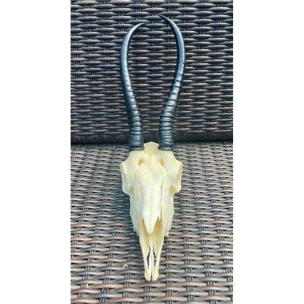 Female African SPRINGBOK Skull