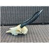 Image 3 : Female African SPRINGBOK Skull
