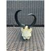 Image 4 : Female African SPRINGBOK Skull