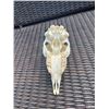 Image 5 : Female African SPRINGBOK Skull