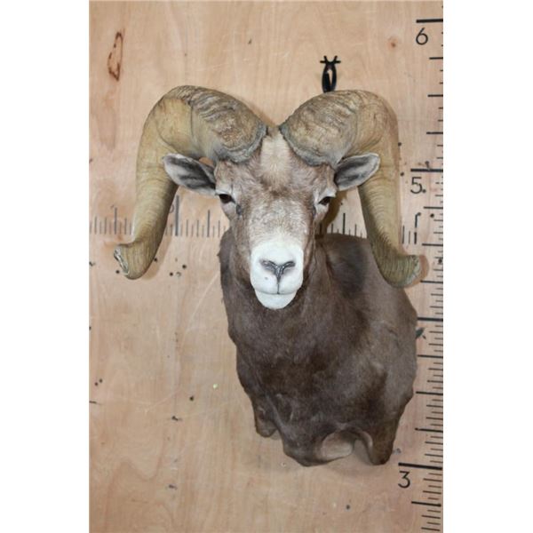 Massive XXL DESERT BIGHORN SHEEP Ram Shoulder Mount