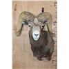 Image 1 : Massive XXL DESERT BIGHORN SHEEP Ram Shoulder Mount