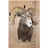 Image 2 : Massive XXL DESERT BIGHORN SHEEP Ram Shoulder Mount