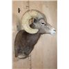 Image 3 : Massive XXL DESERT BIGHORN SHEEP Ram Shoulder Mount