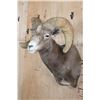 Image 4 : Massive XXL DESERT BIGHORN SHEEP Ram Shoulder Mount