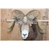 Image 5 : Massive XXL DESERT BIGHORN SHEEP Ram Shoulder Mount