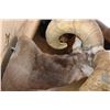 Image 6 : Massive XXL DESERT BIGHORN SHEEP Ram Shoulder Mount