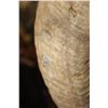Image 7 : Massive XXL DESERT BIGHORN SHEEP Ram Shoulder Mount