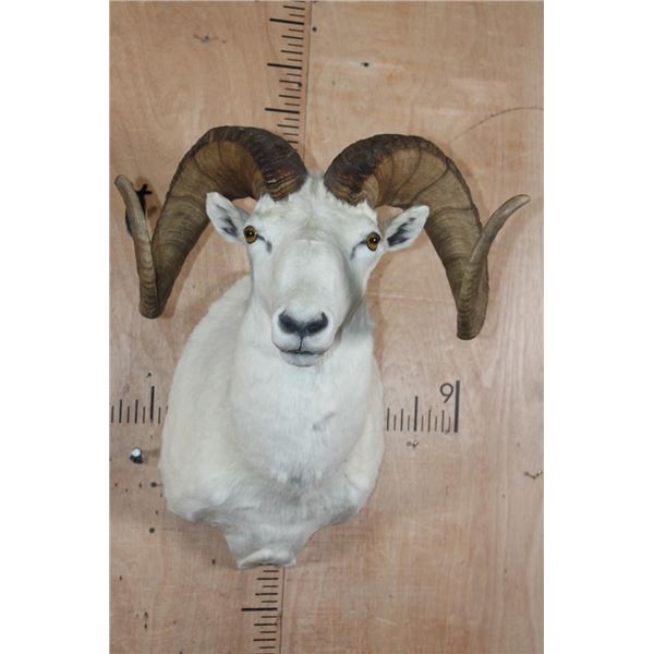 XXL DALL SHEEP Ram Shoulder Mount