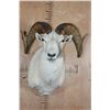 Image 1 : XXL DALL SHEEP Ram Shoulder Mount